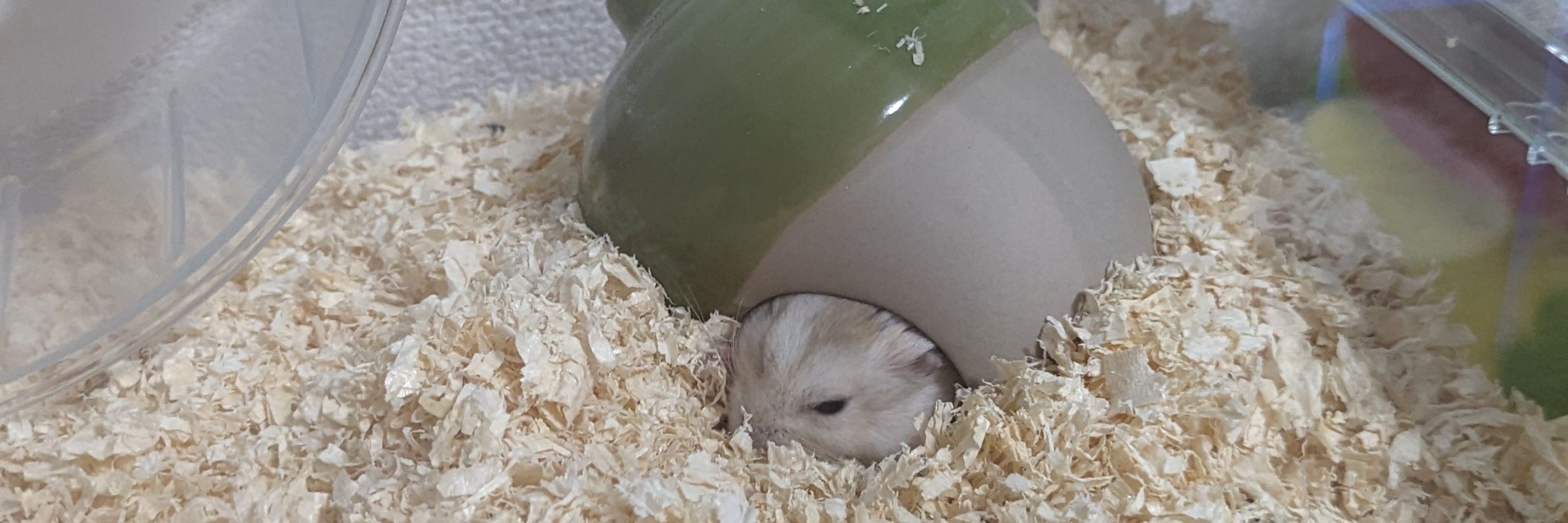 しゃーたき