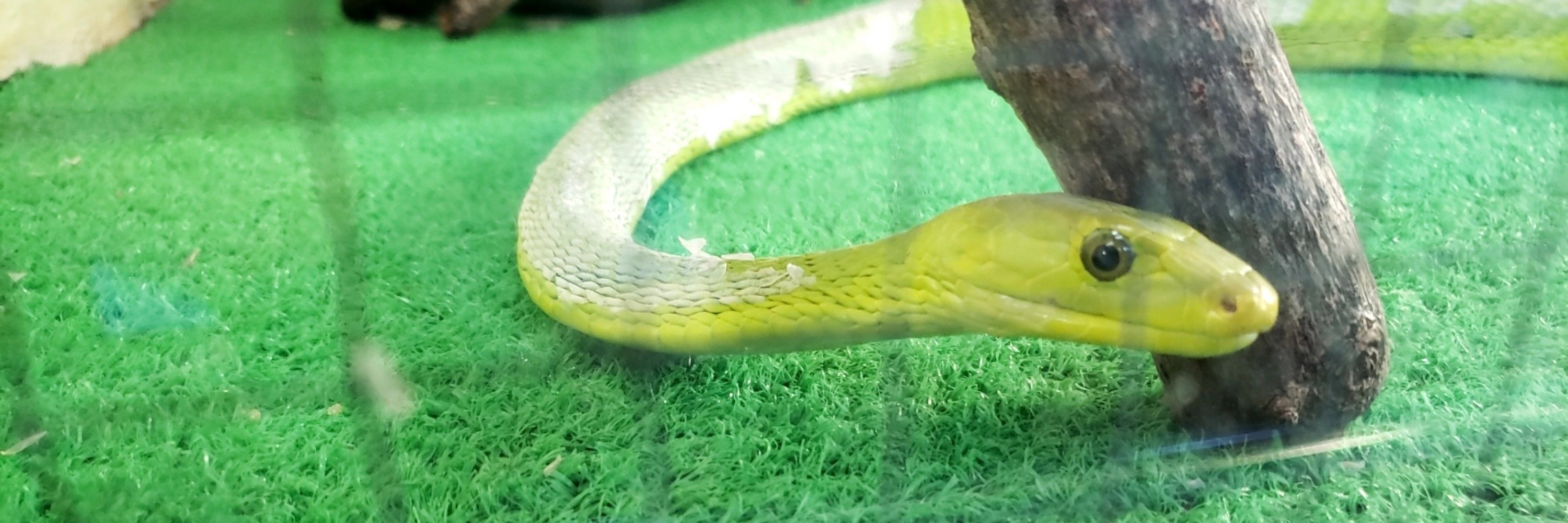 パージ