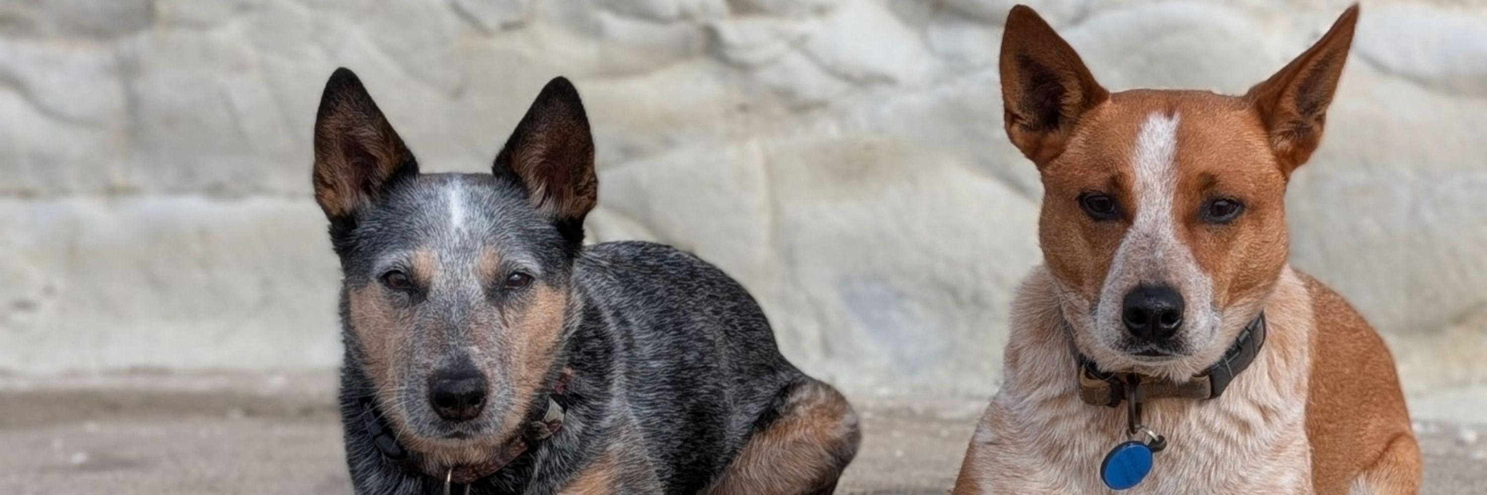 Heeler Junkie