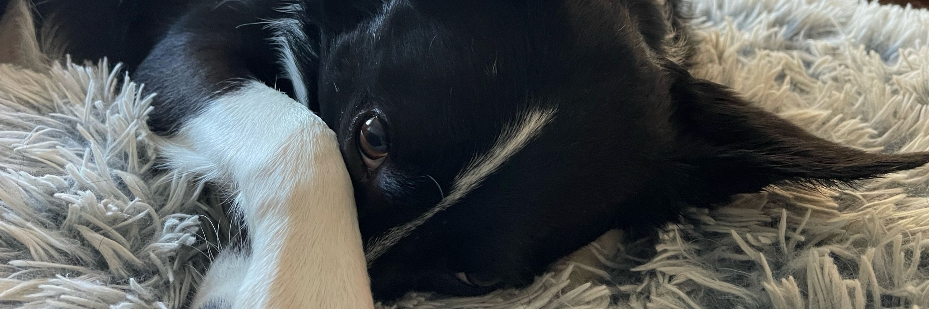 Miss Zora Zee