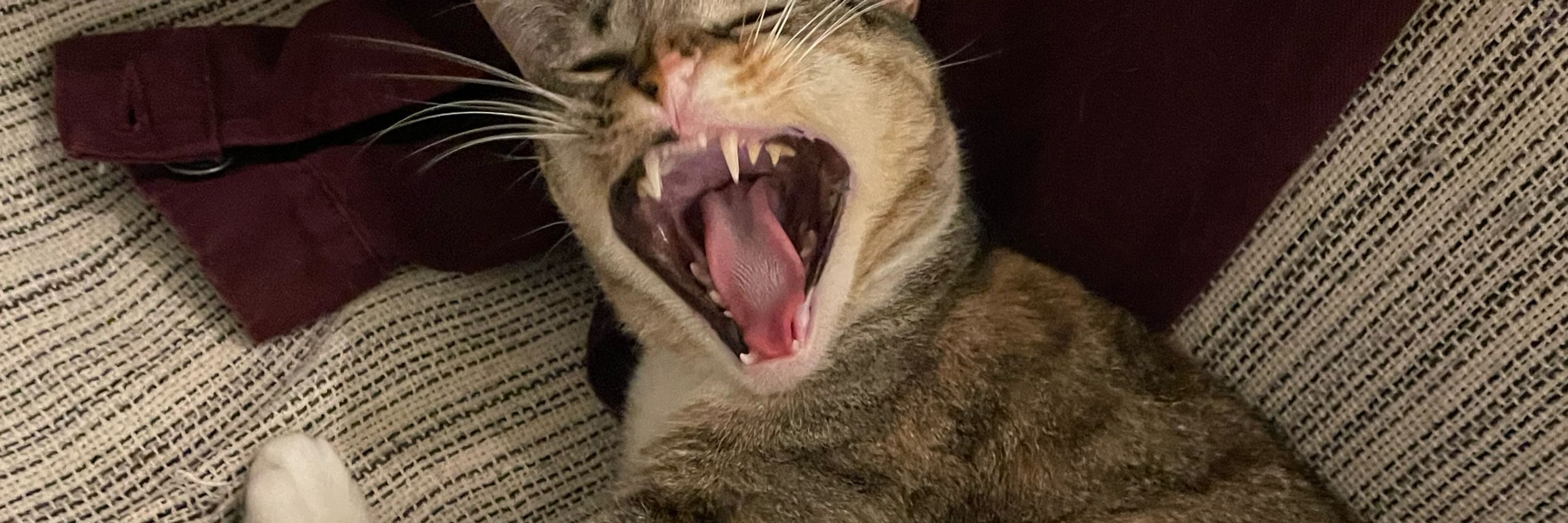 nico