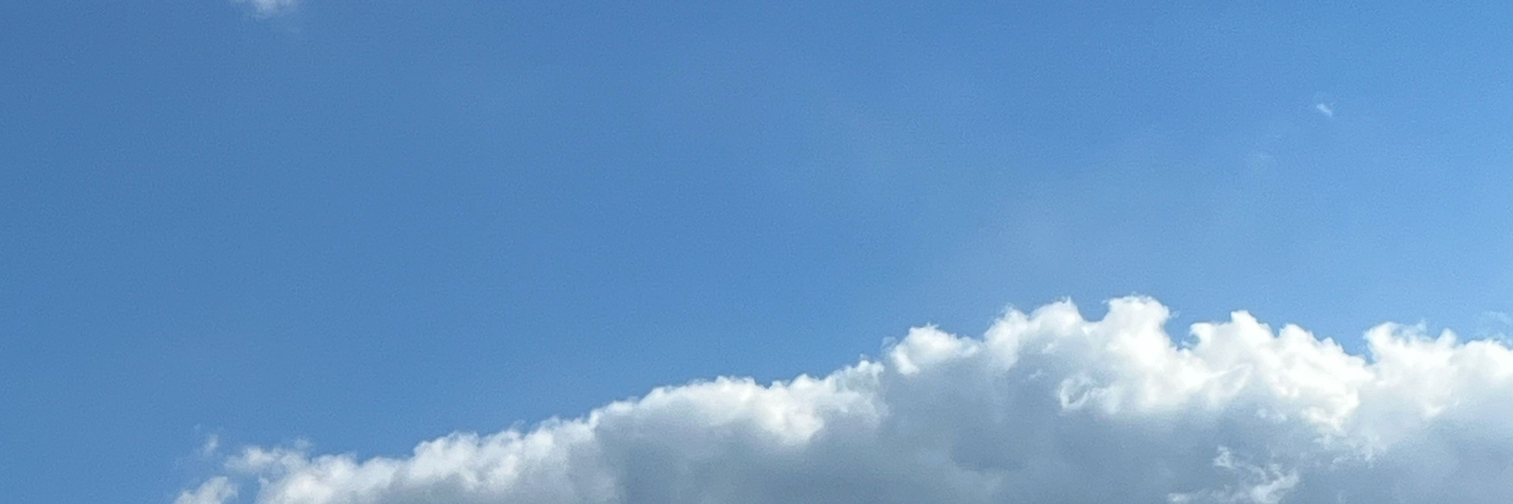 まねき