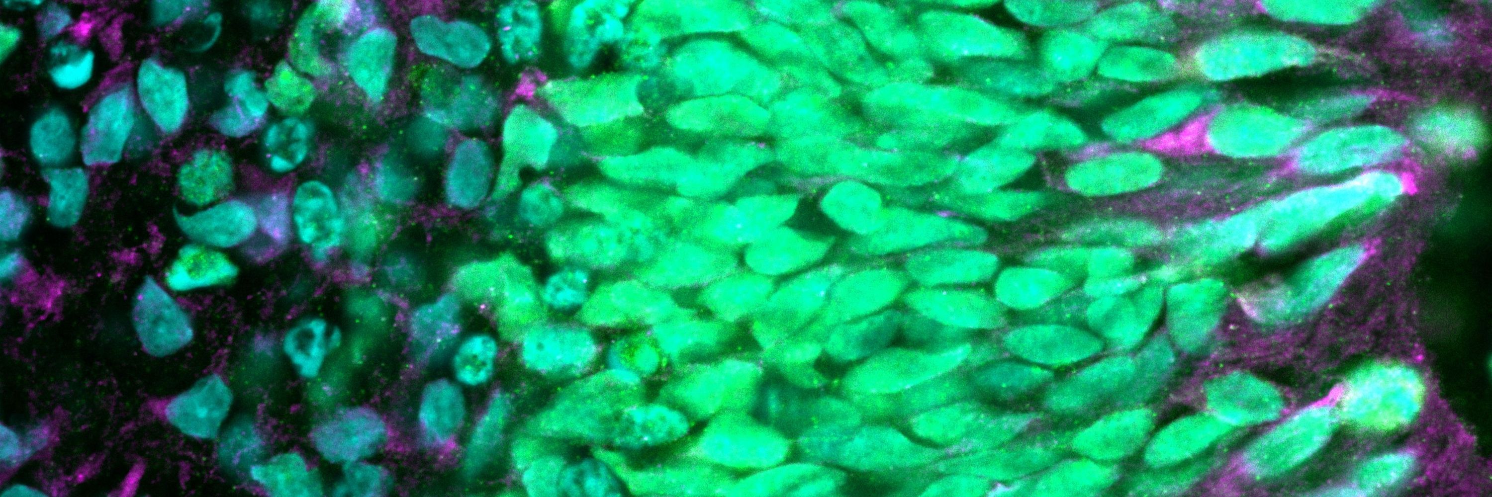 M. Veronica Pravata