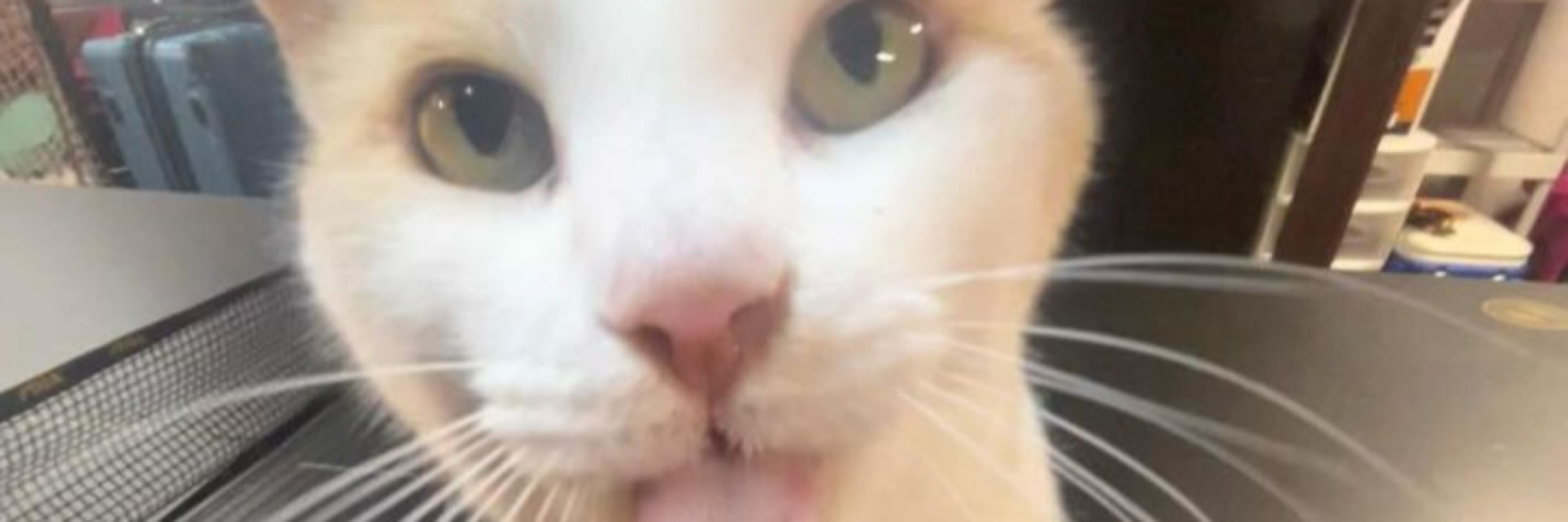 .Cat