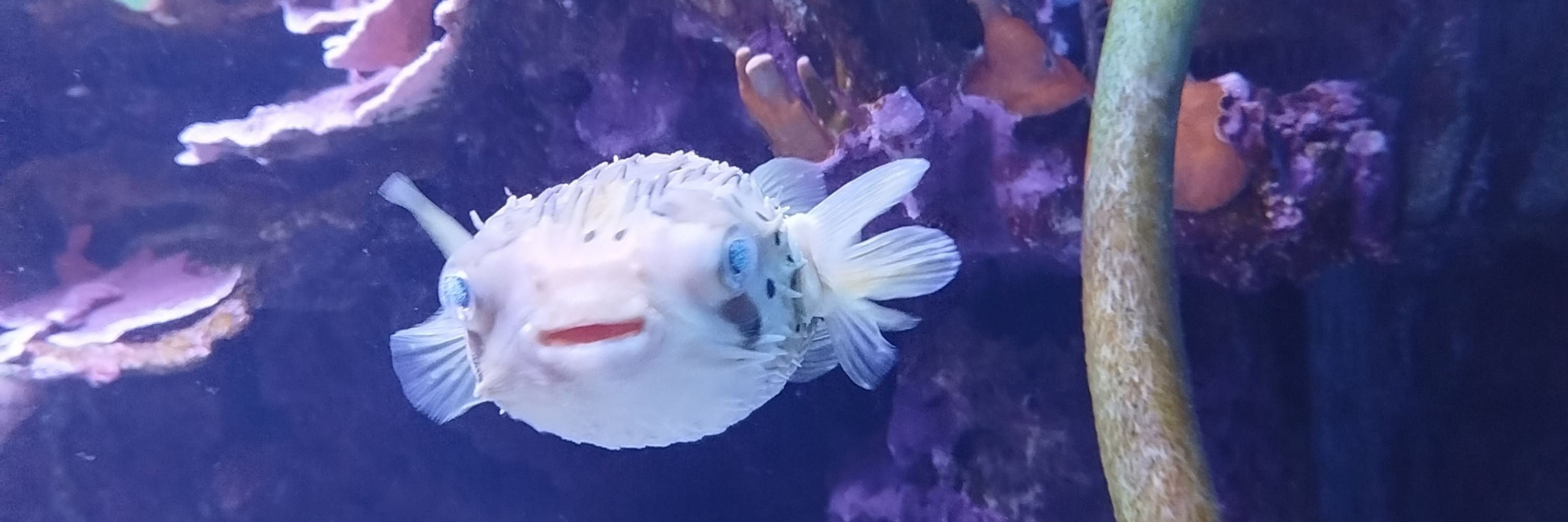 Samu
