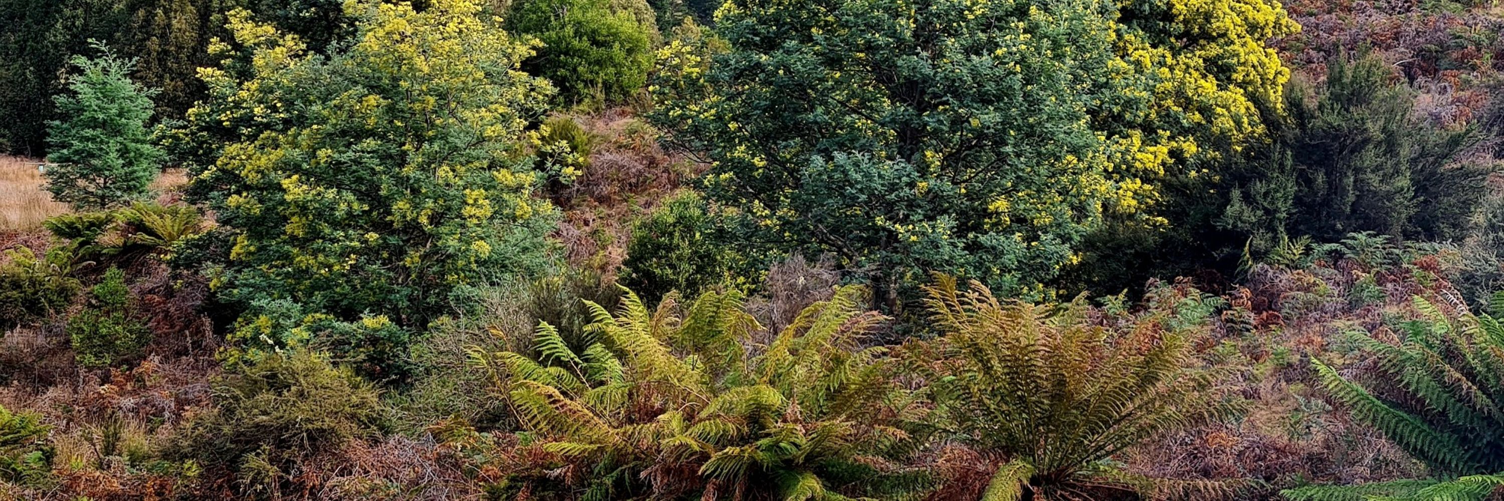 TasWildlife