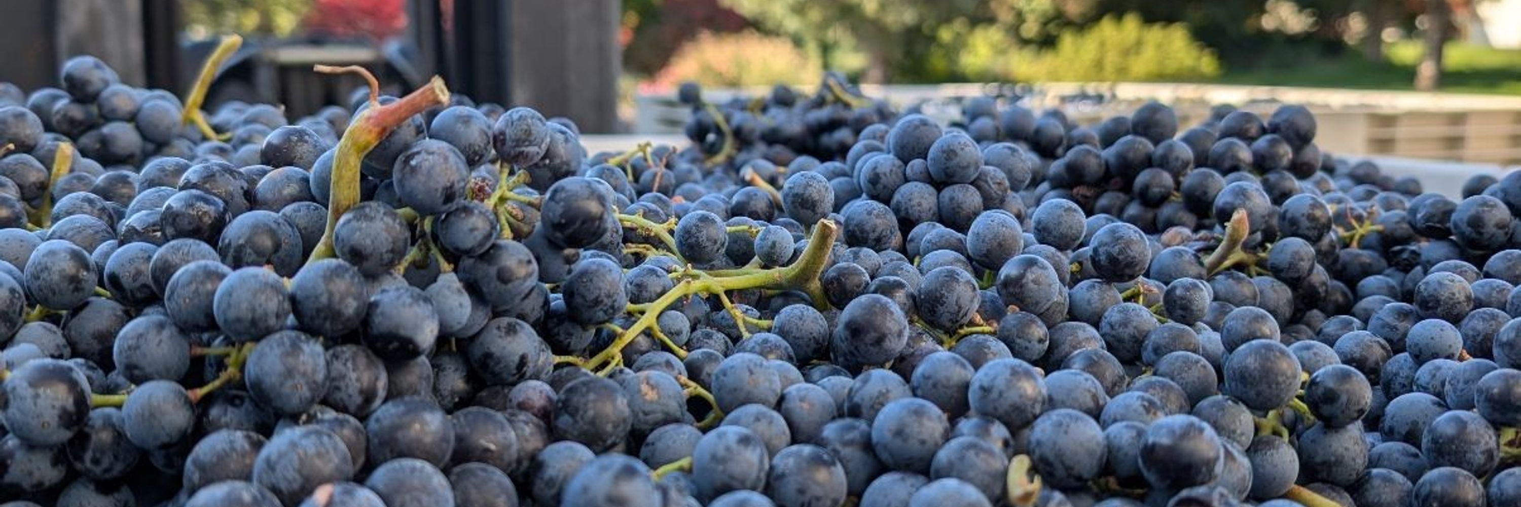 Thurston Wolfe Winery