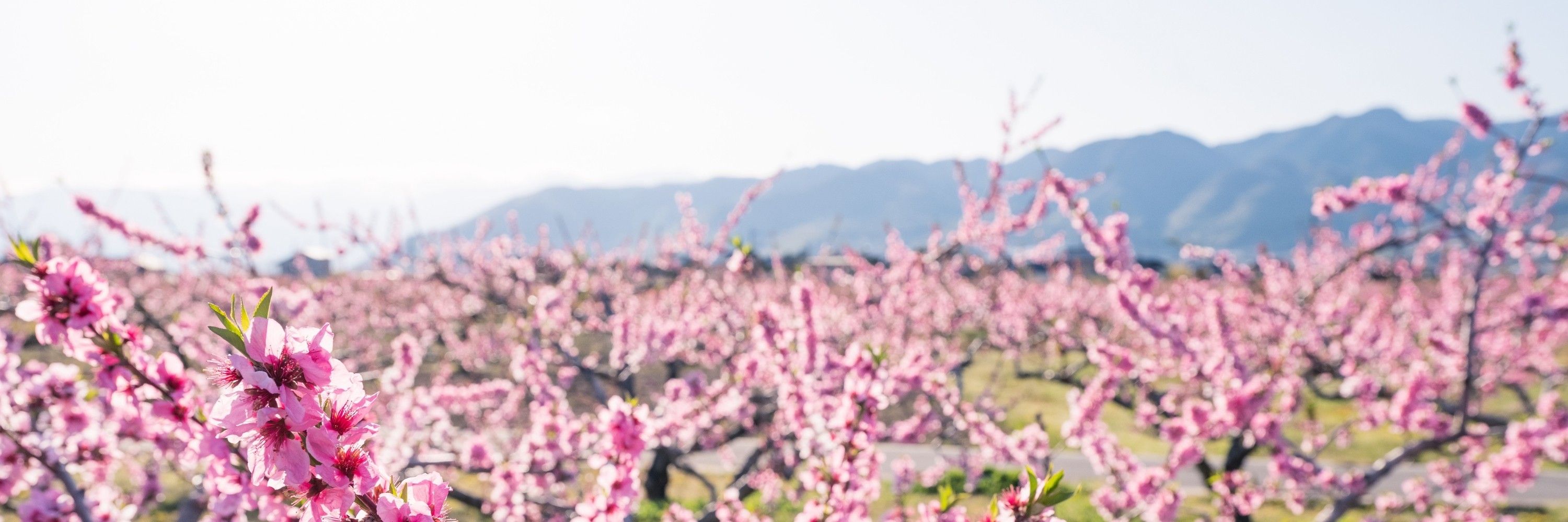 (株)Takano Farm