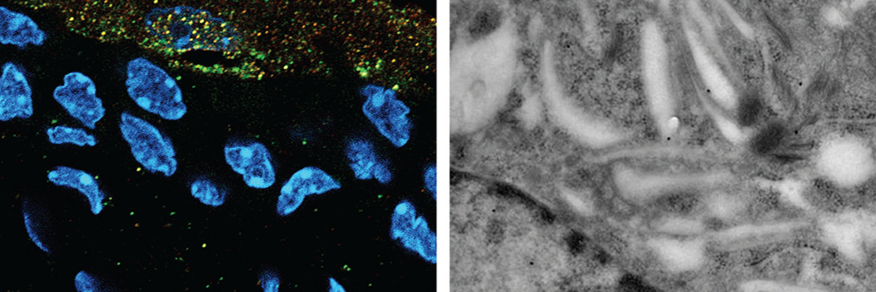 The Histochemical Society (HCS) and Journal (JHC)