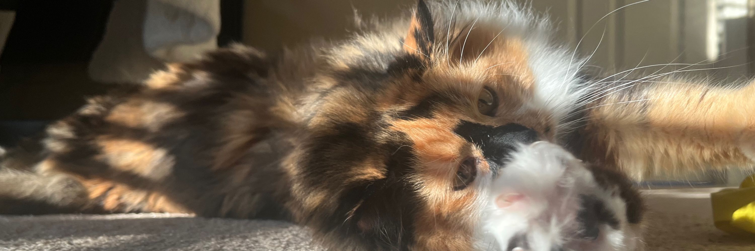 zoe (aka zelf) | comms open!