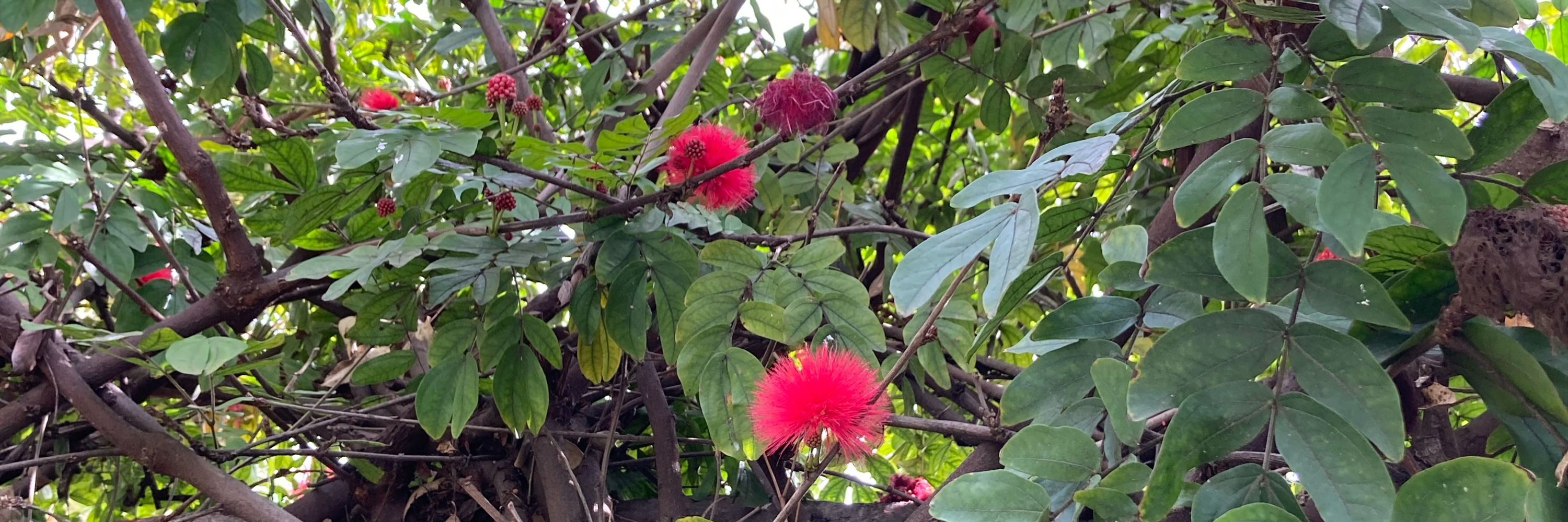 ✿ 𝐀𝐦𝐚𝐧𝐝𝐚 ✿