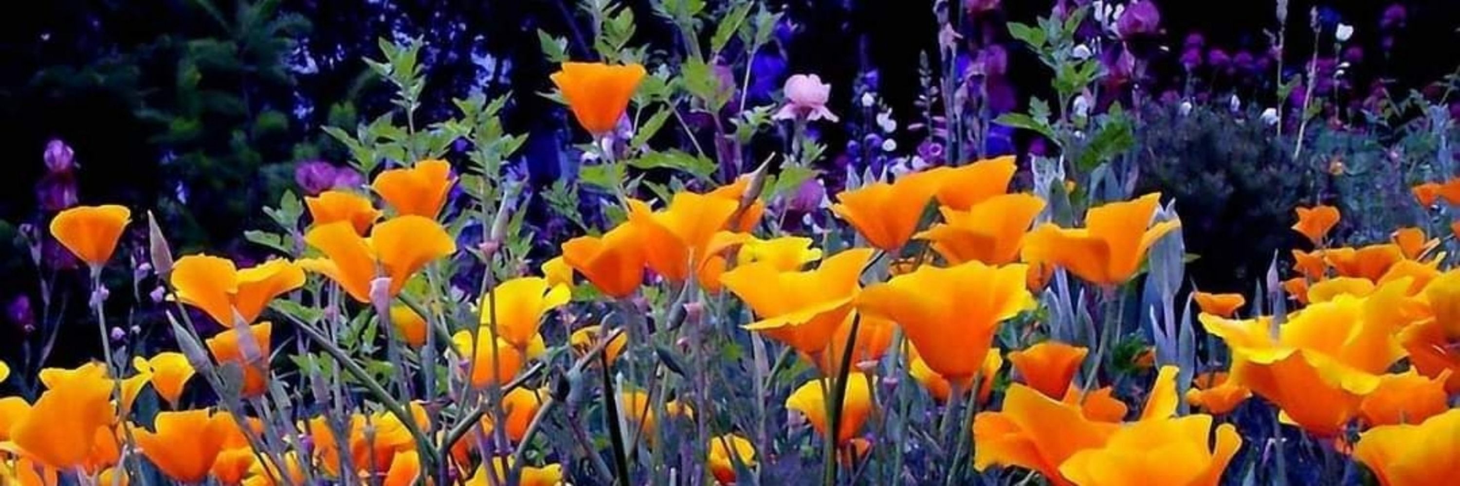 Deborah C. White