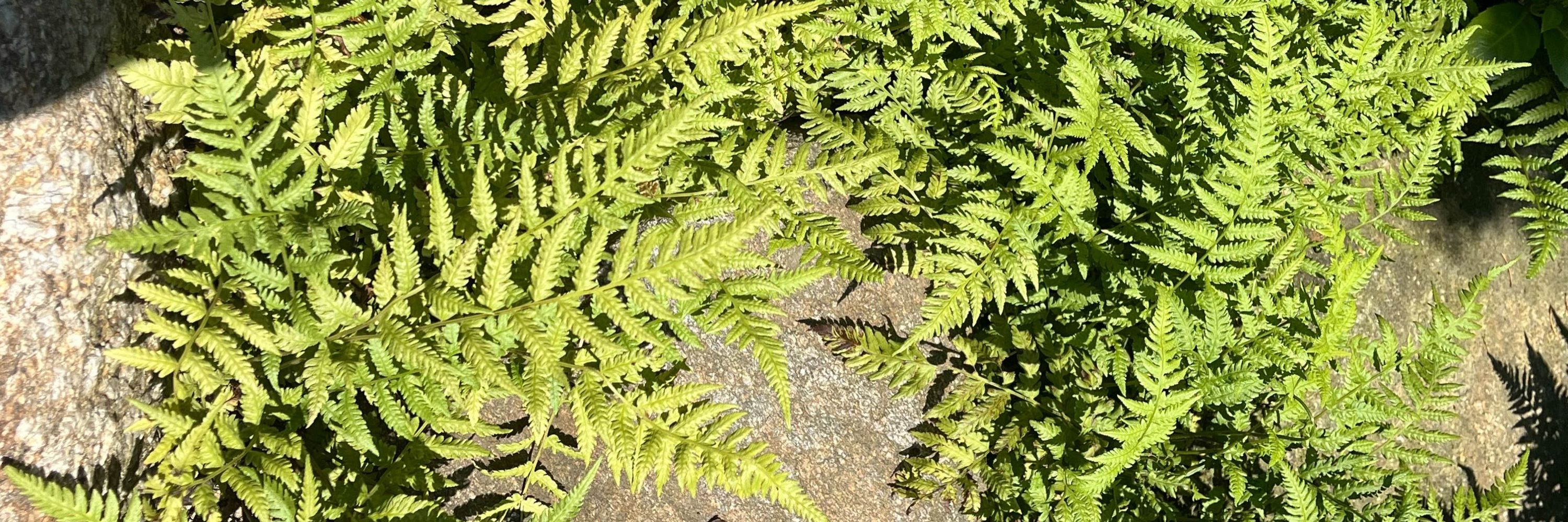 す