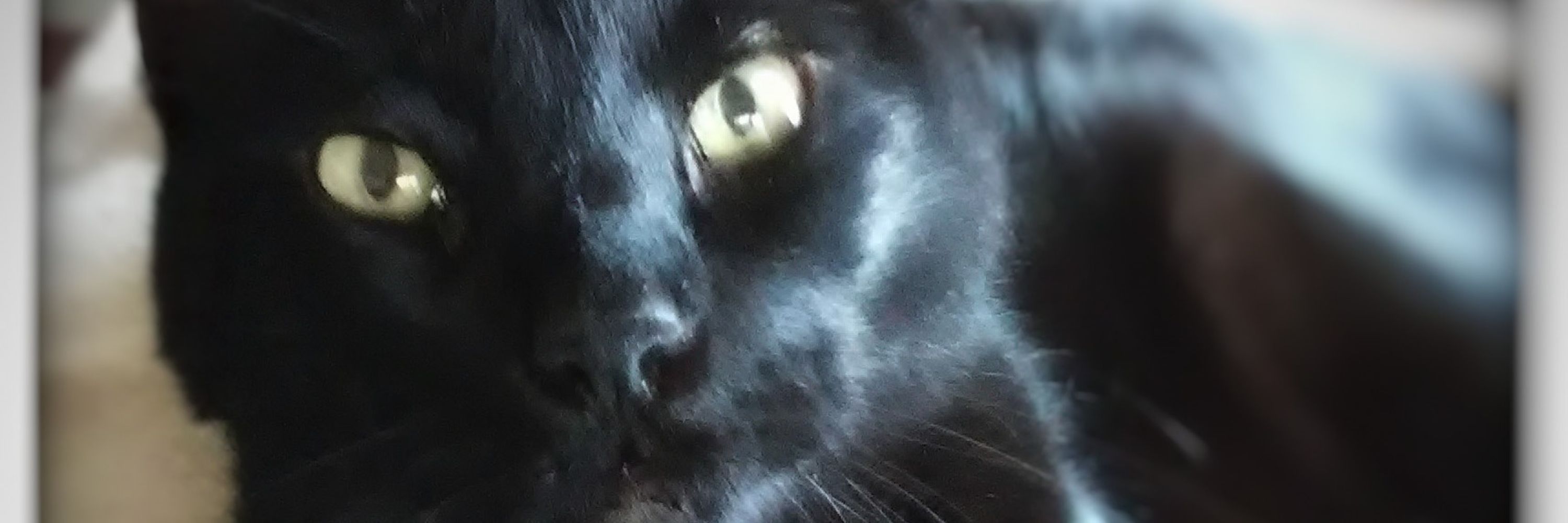 A. Morpheus Felinae 💤🐈‍⬛