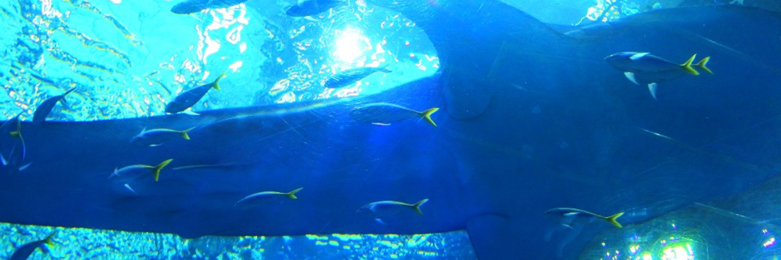 蒼月海里