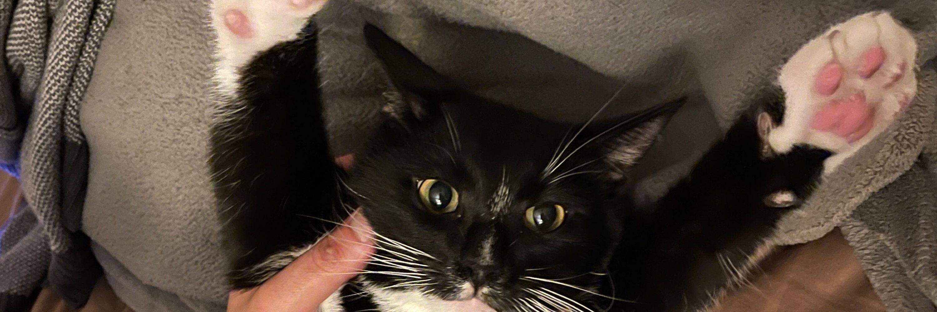 Albie