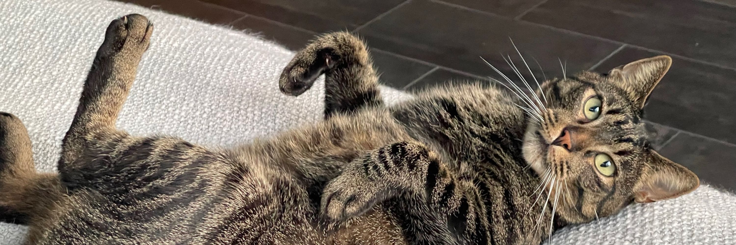 Booboo the cat
