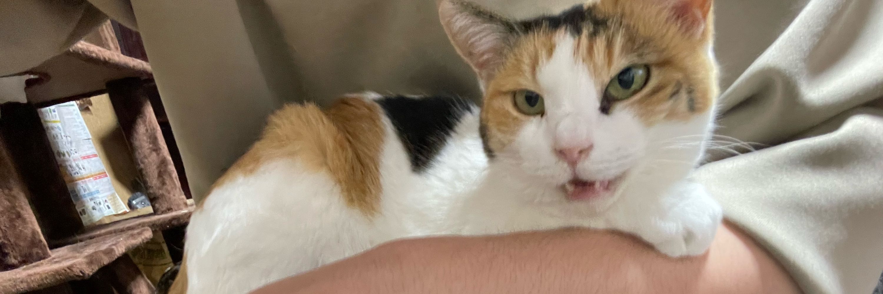 もち