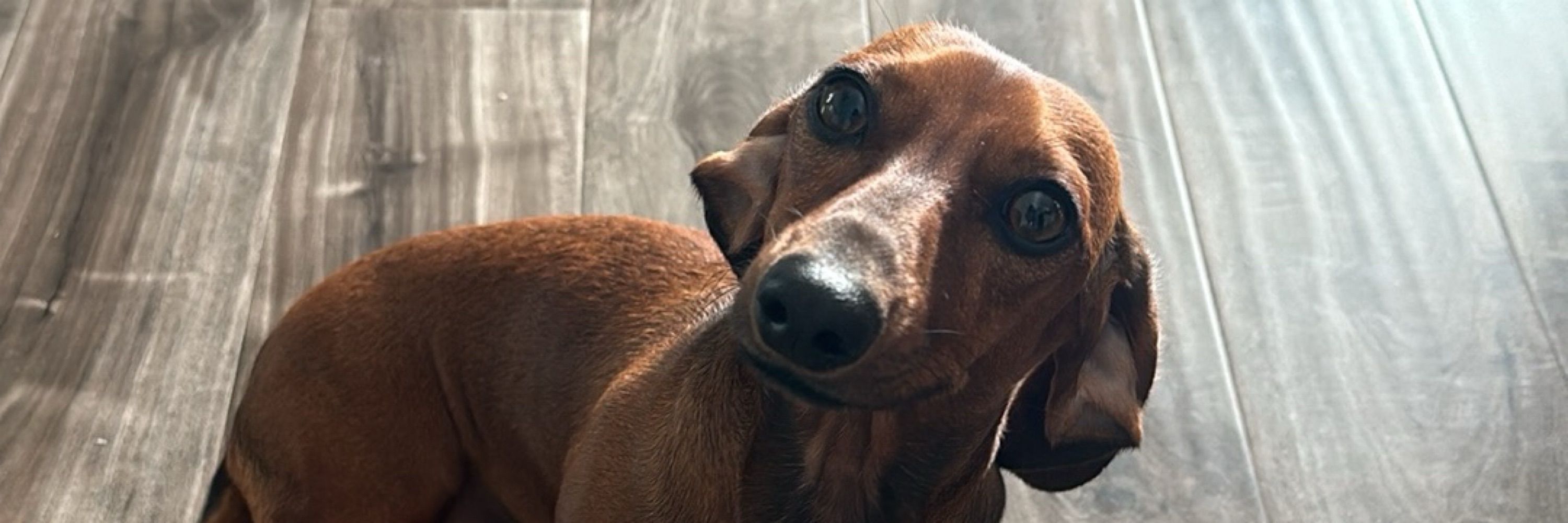 Harley | Graphic Designer