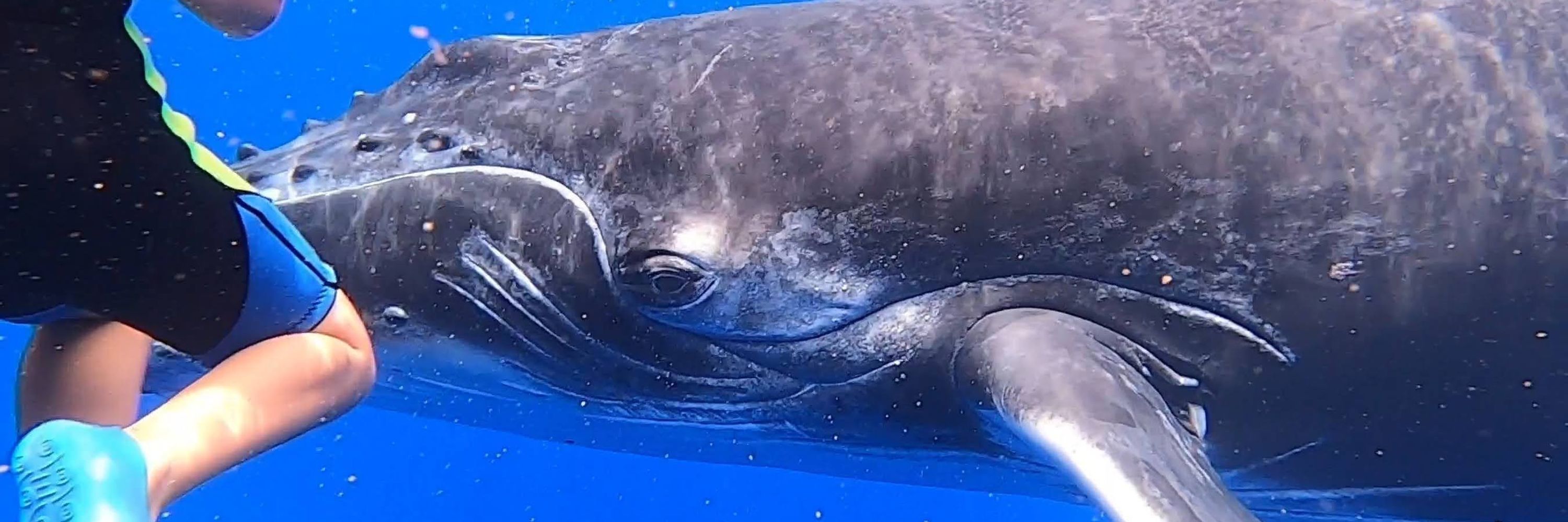 OceanThing 