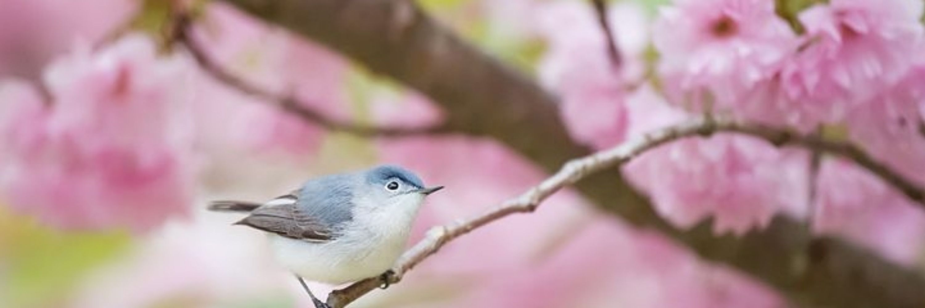 ポニョえもん