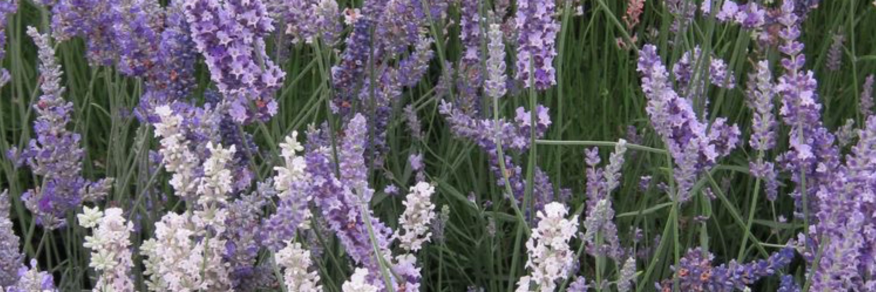 Aster
