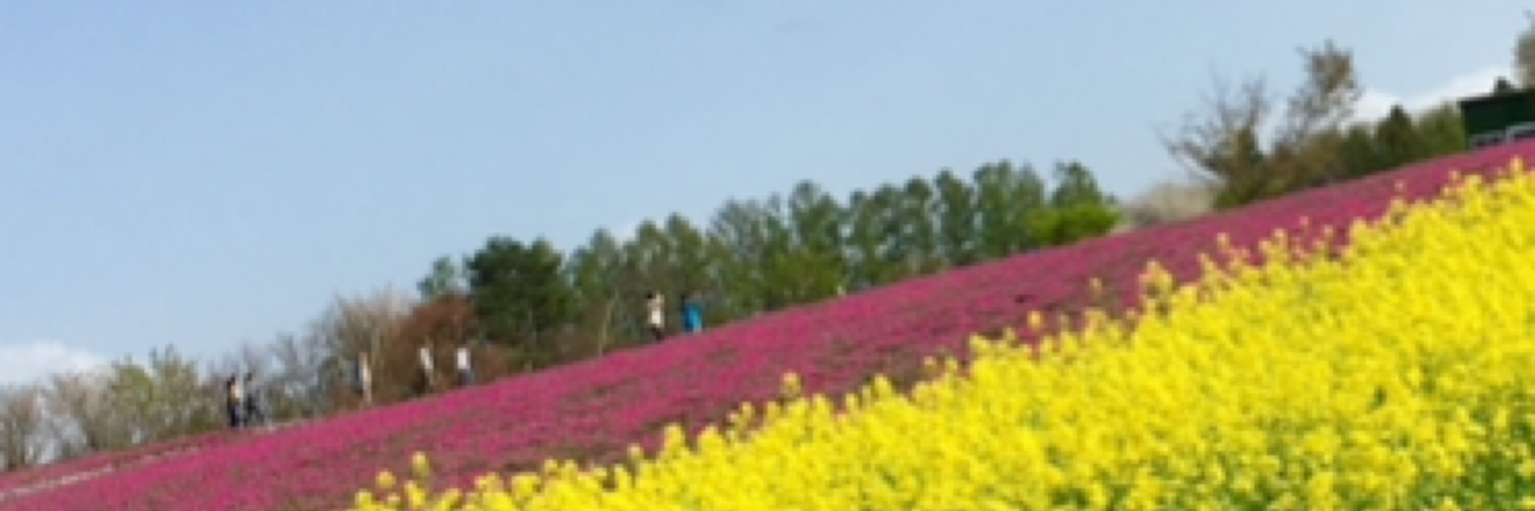 yukko