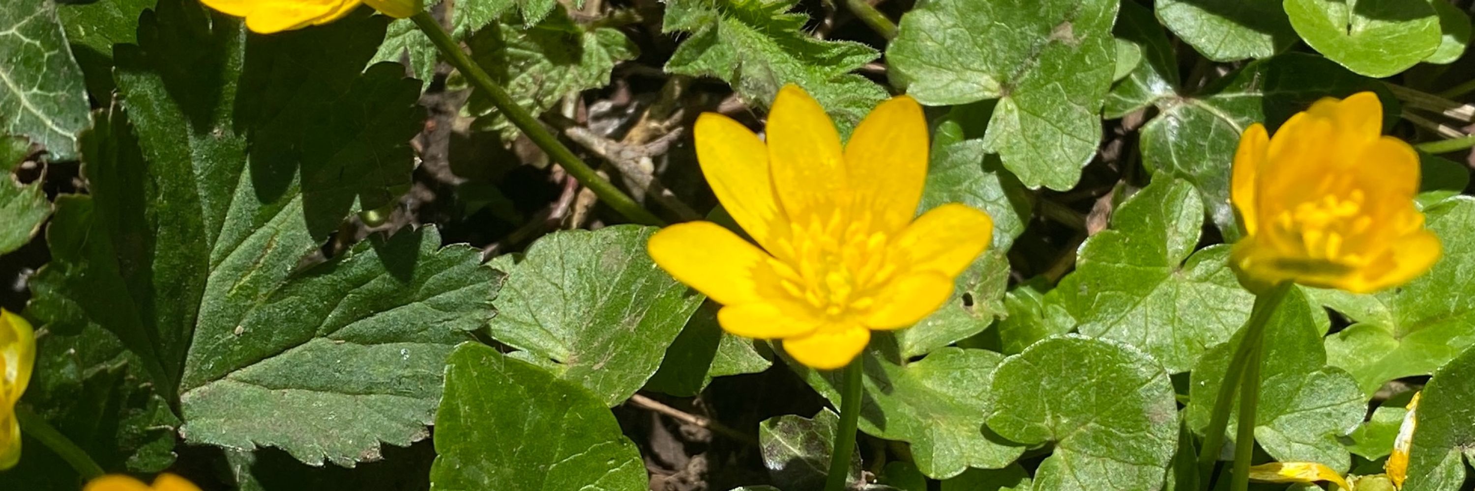 em
