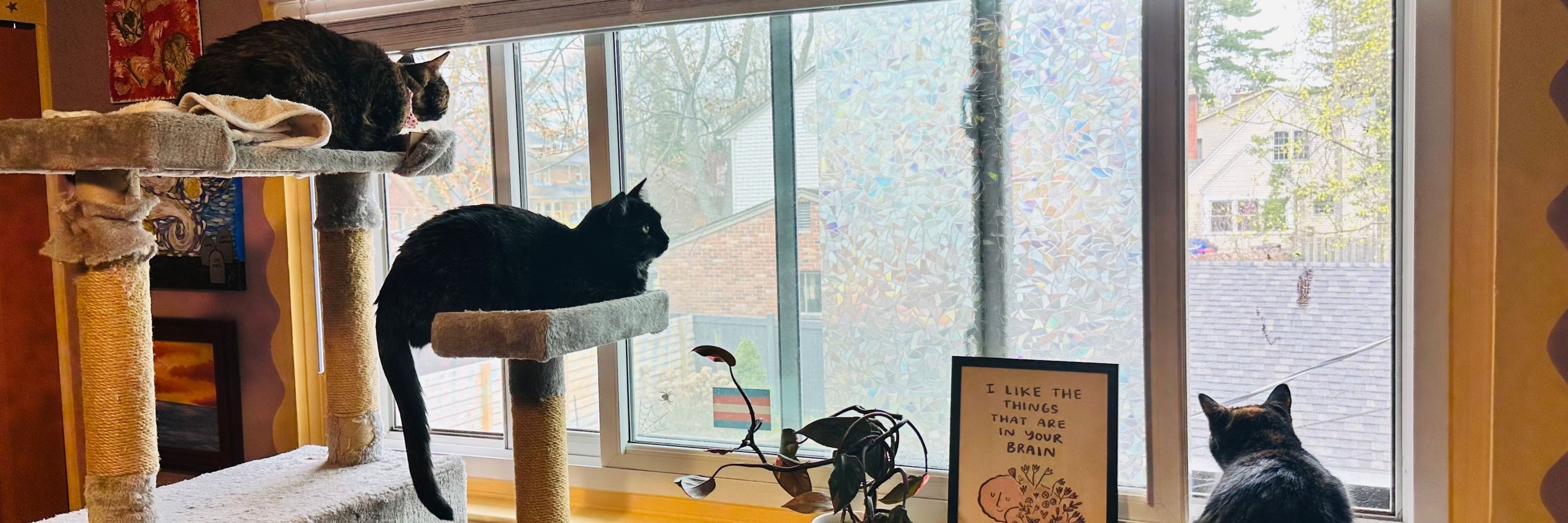 Mia