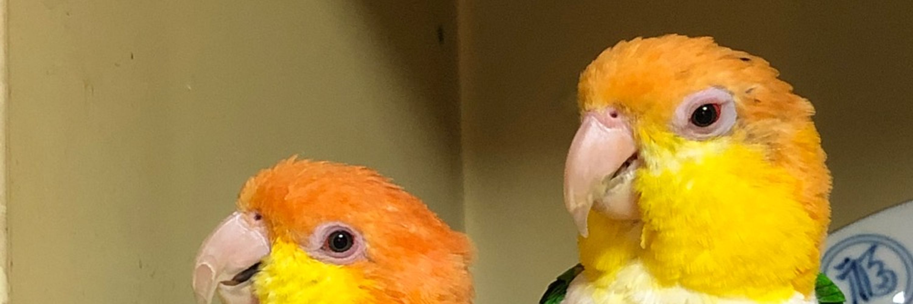 pechigin