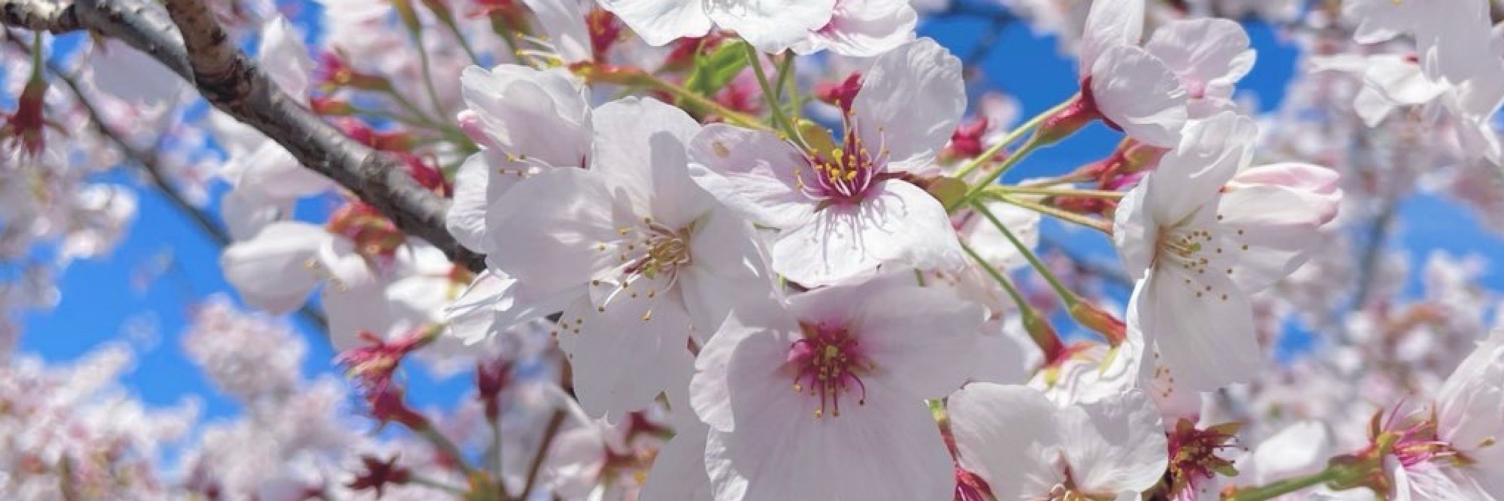 桜井愛明