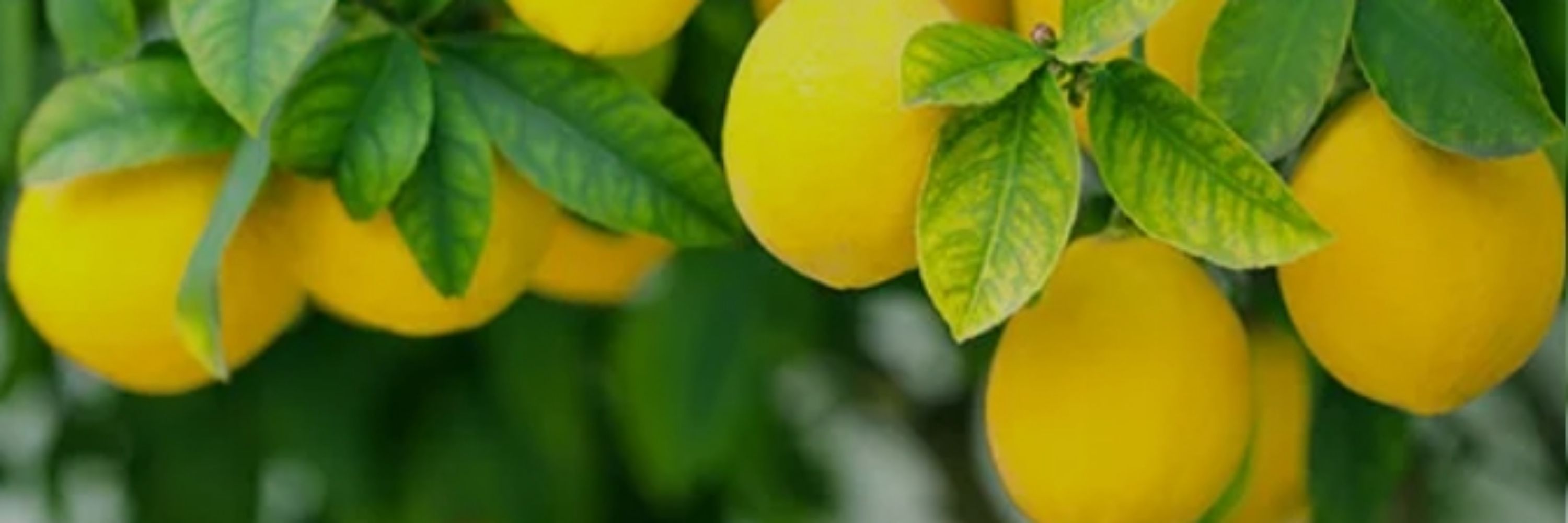 JohnTheLemon 