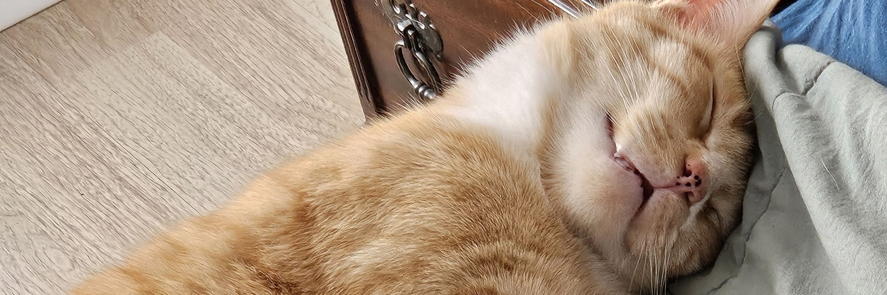 EchoCat