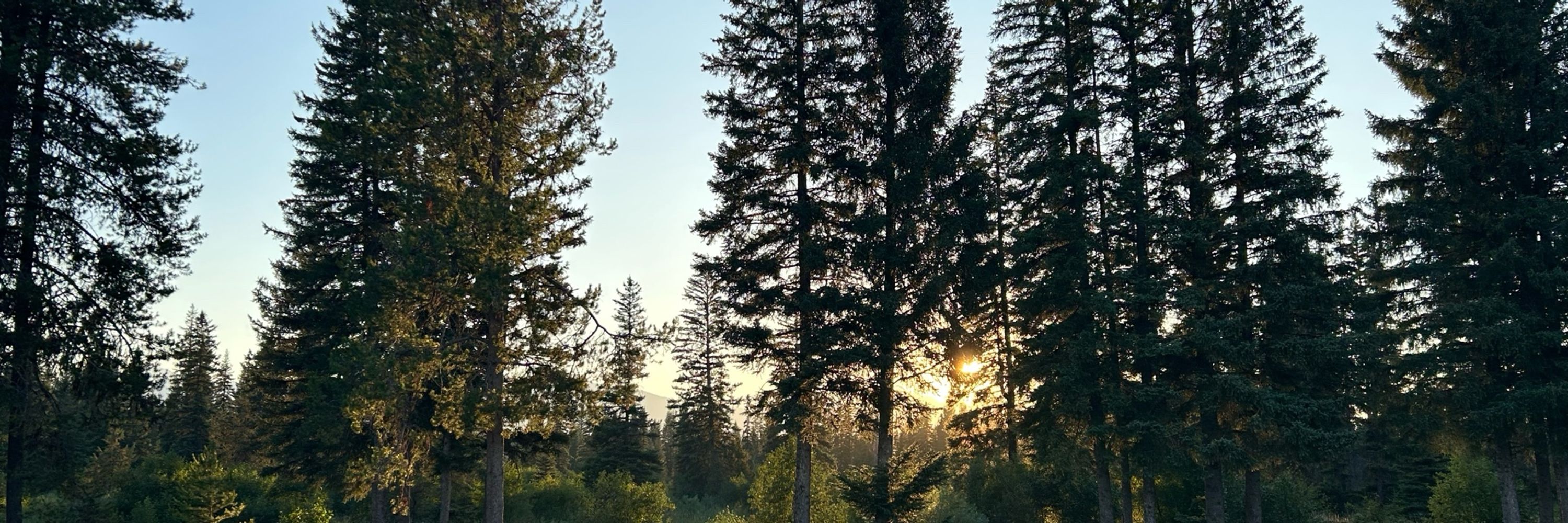 L.