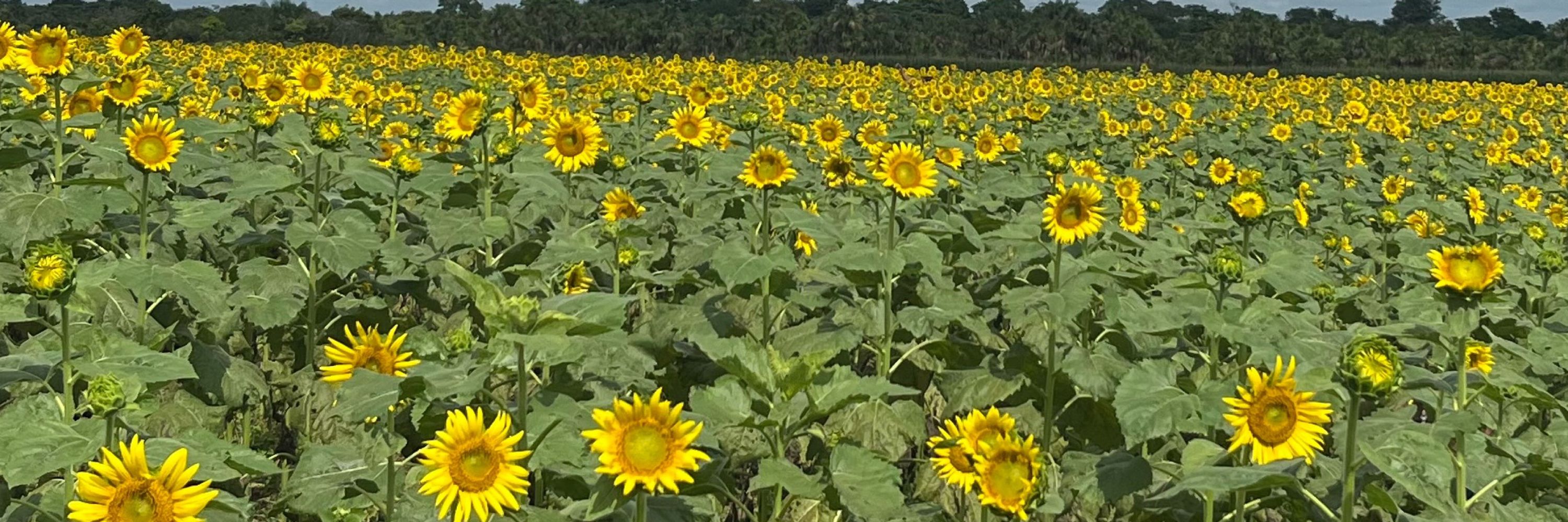 Sunflower