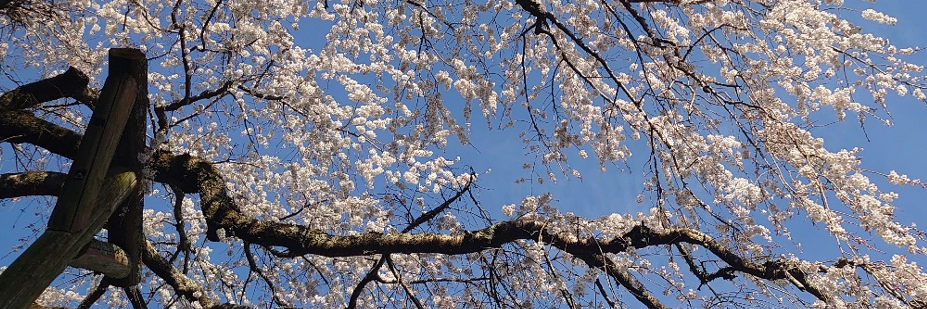 ふくろう