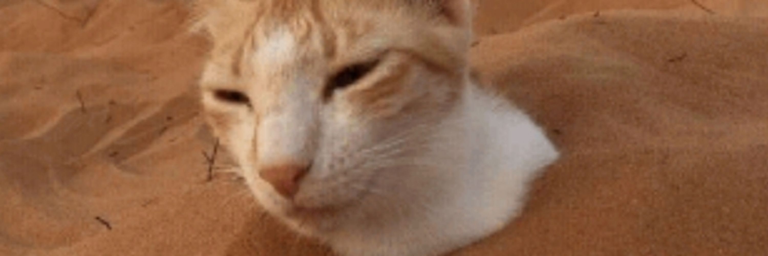 cate