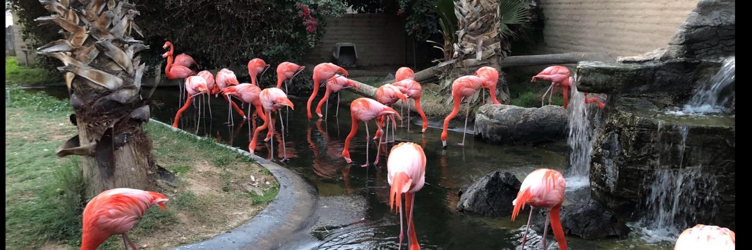 Sasha the Dancing Flamingo