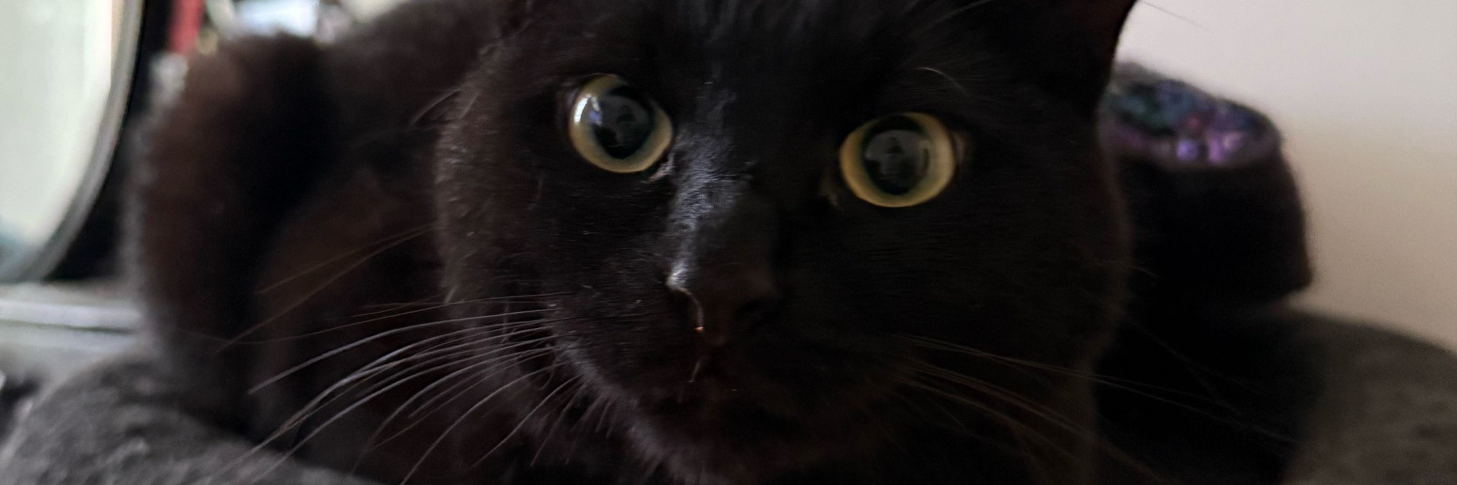 🖤
