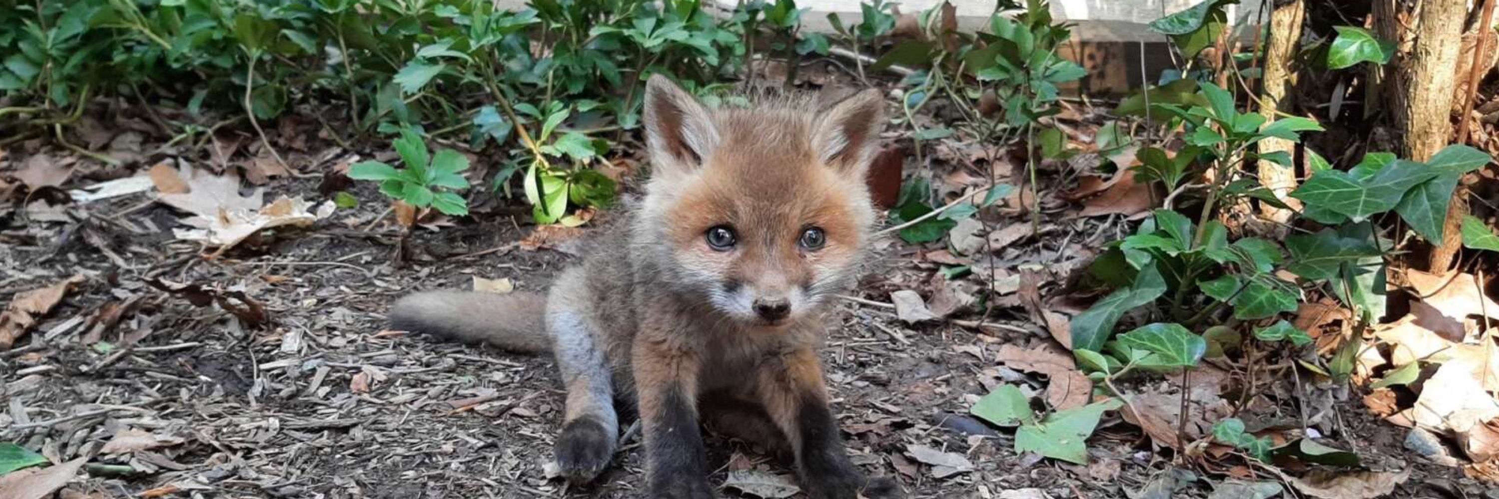 Bobo (Baby Fox) Fellasen