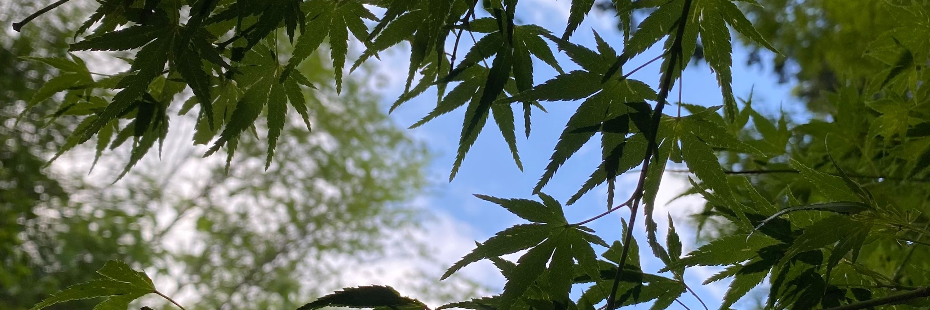 山の生きもの