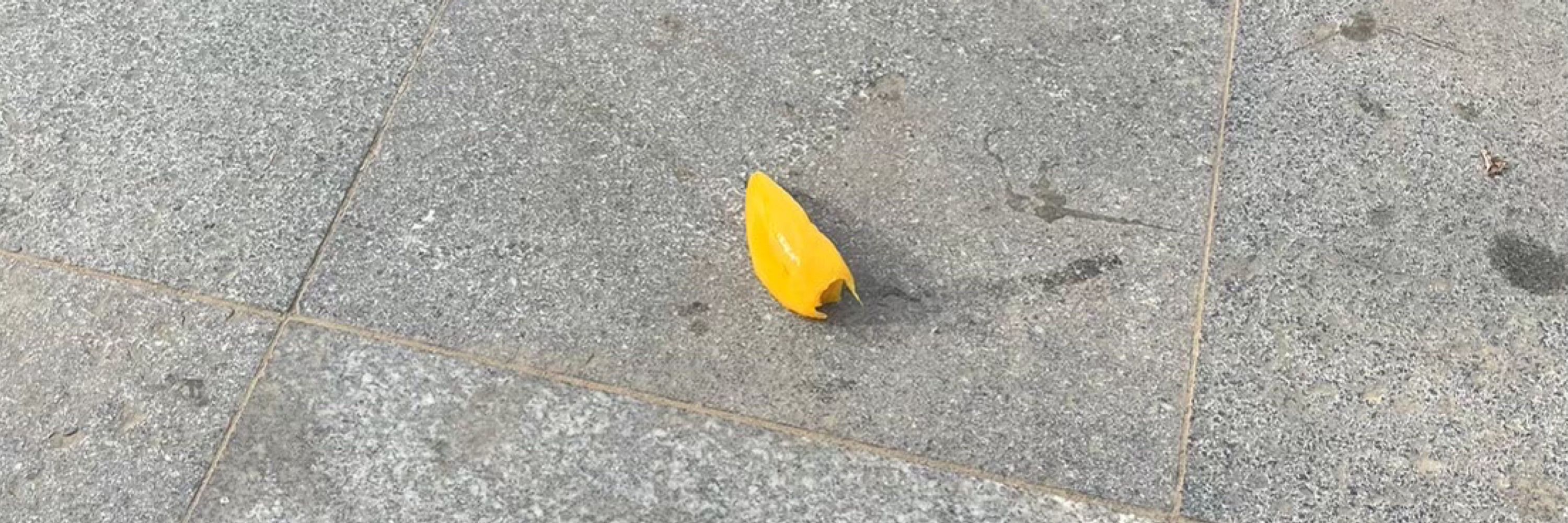キチひろ