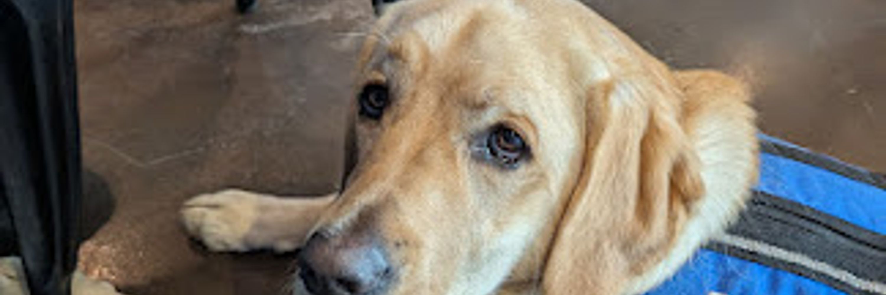 BluePath Puppies Hope and May