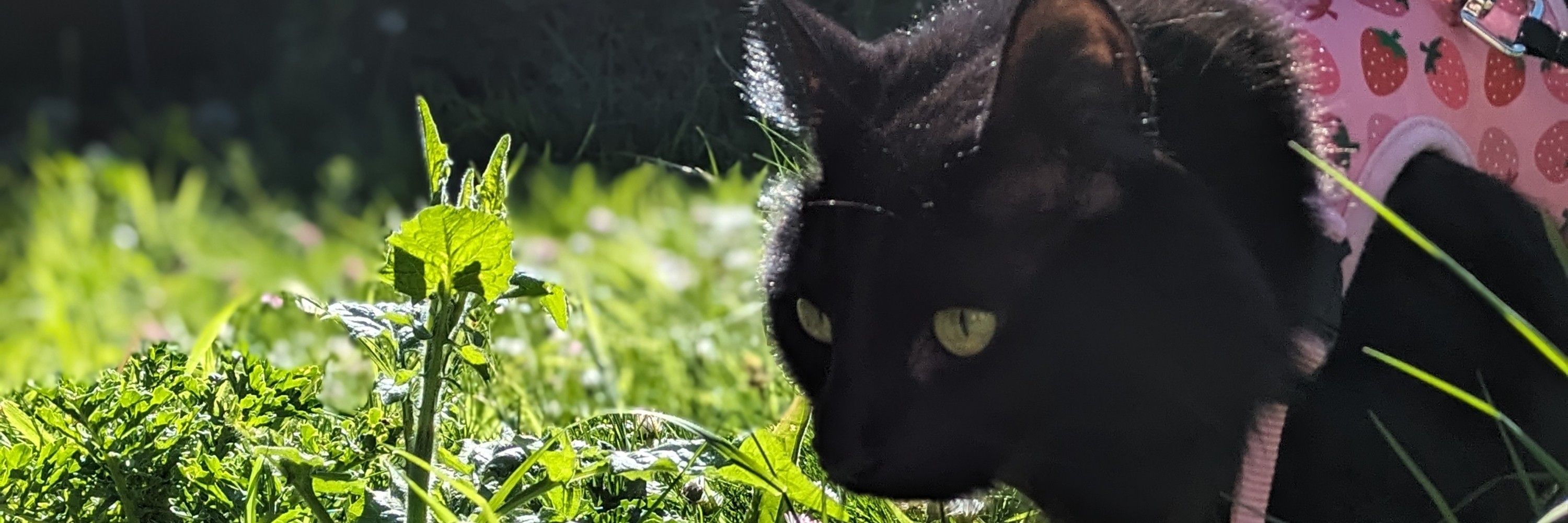 beccy 🐈‍⬛ (alfie's cat rescue)
