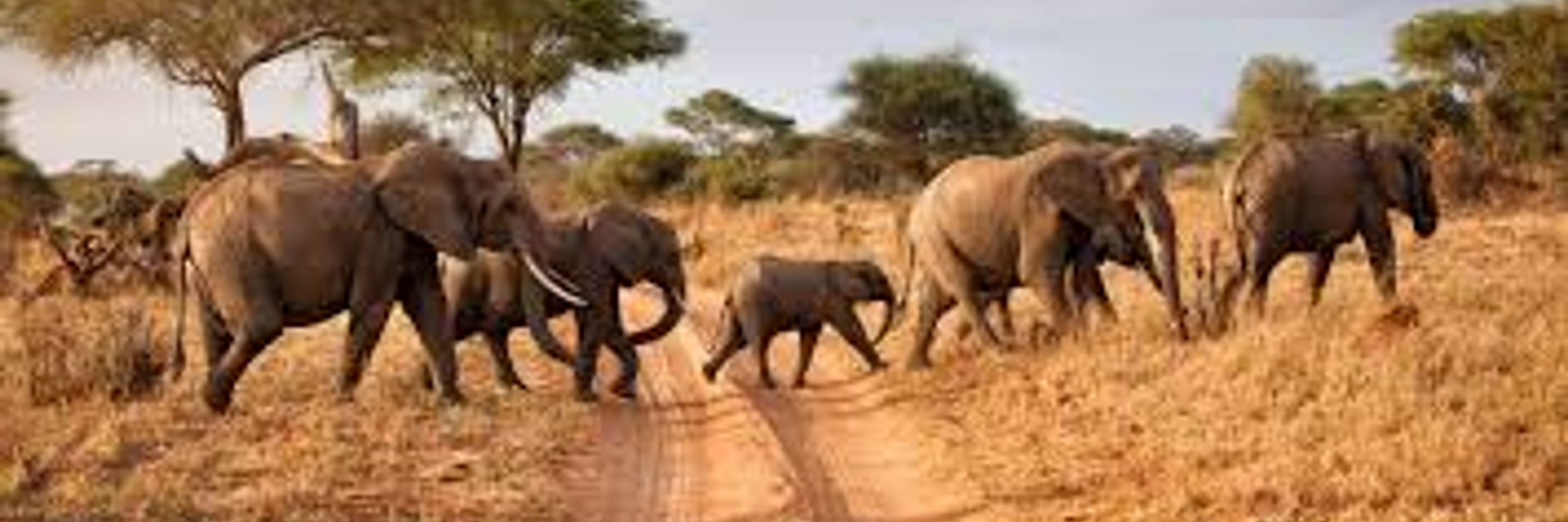 smartelephant3