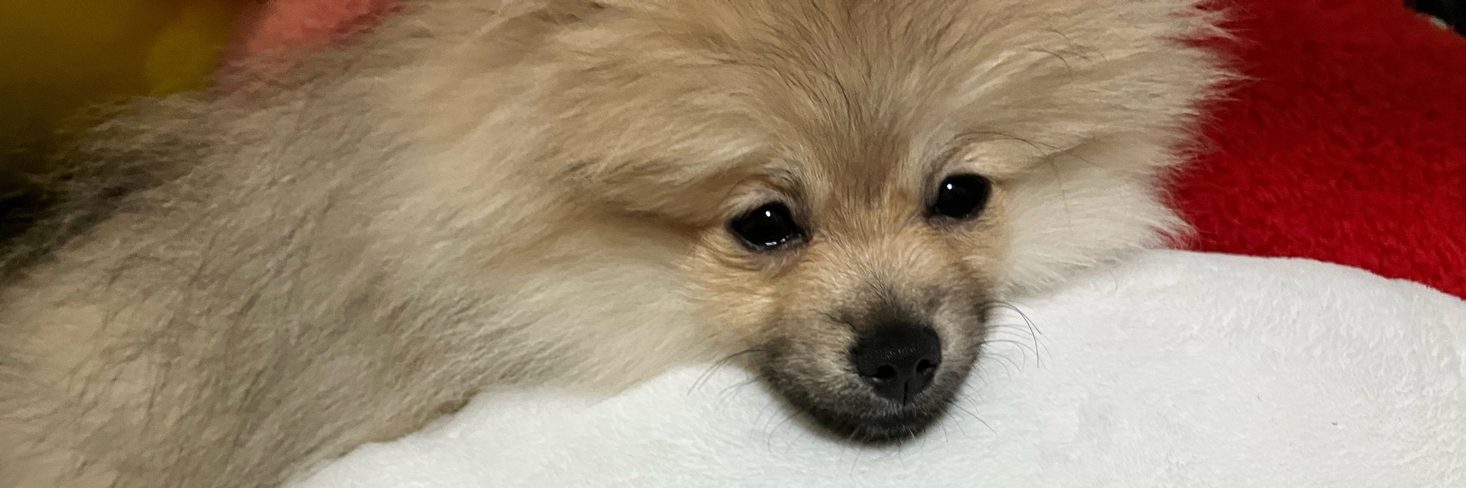 つぶ🐶ポメラニアン