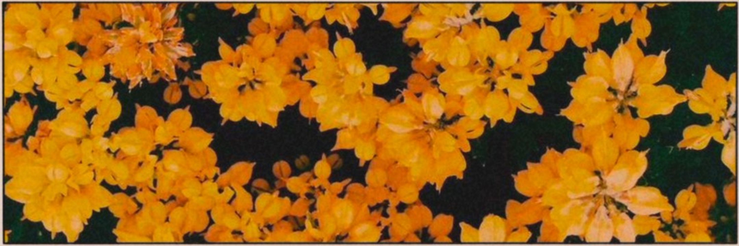 ✧