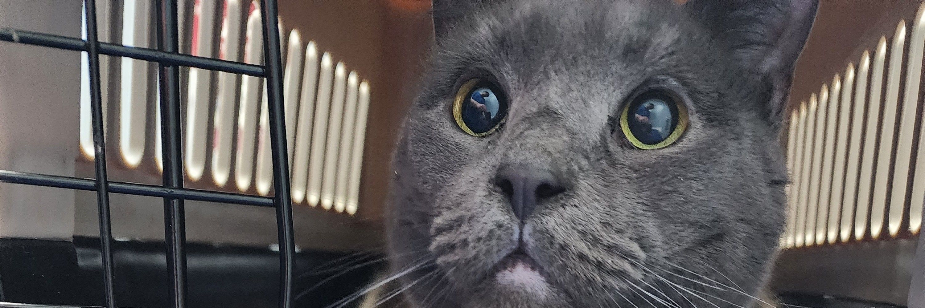 Fendoesthings