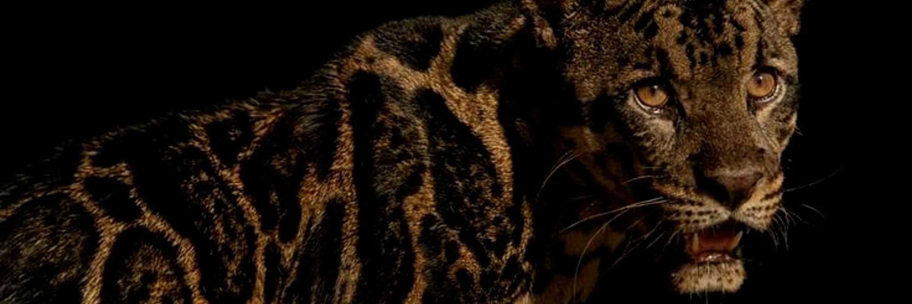 júlia 🐆