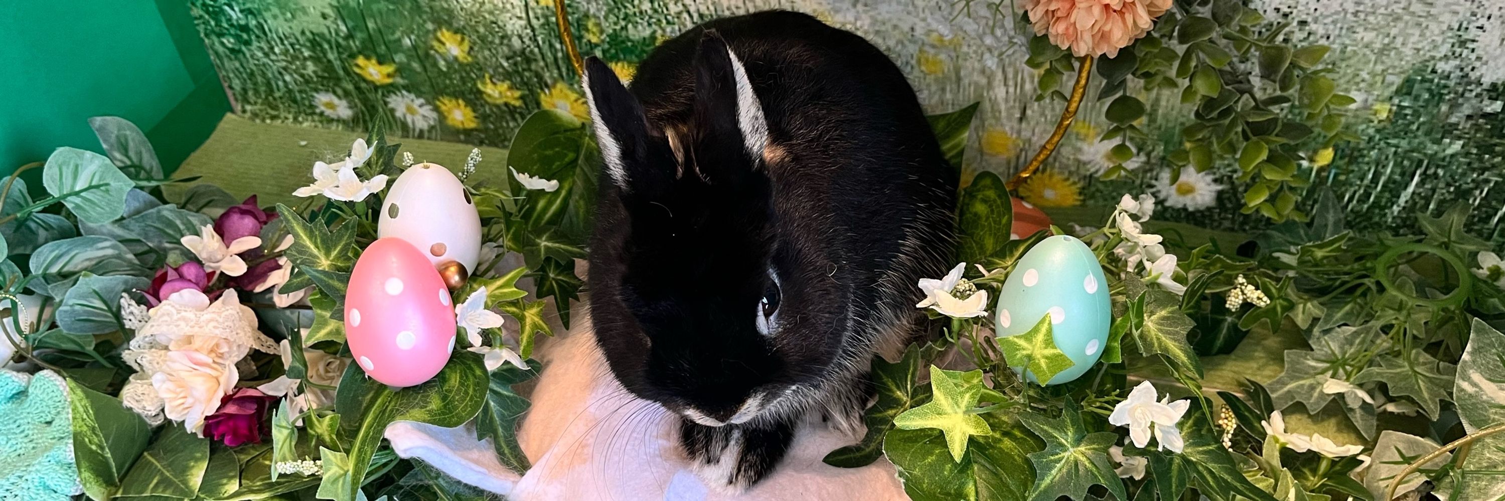 うさぎの虎太郎